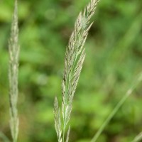 Wood Small-reed